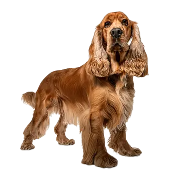 Cocker Spaniel