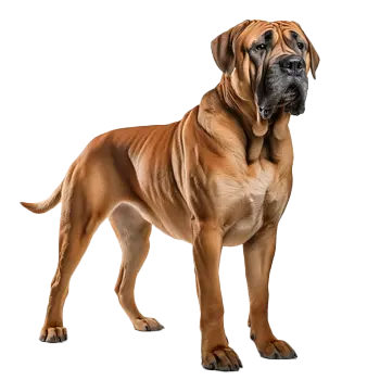 Argentinian Mastiff