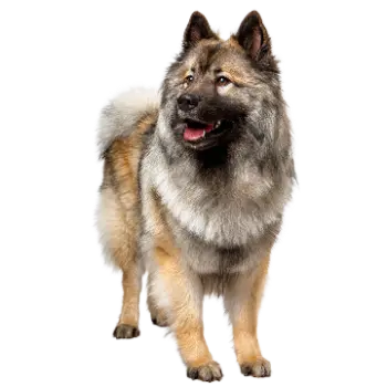 Wolf-Chow