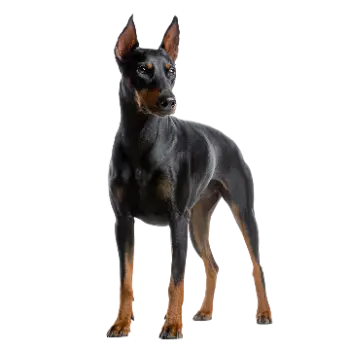 Deutscher Pinscher