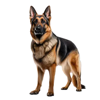German Shepherd Dog