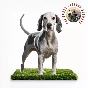 Grand Bleu de Gascogne