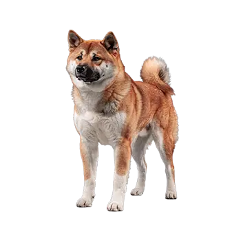 Akita Ken