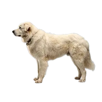 Abruzzenhund