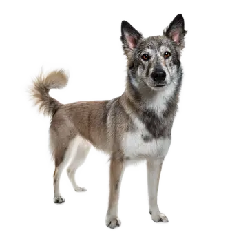 Chien Norvegien De Macareau