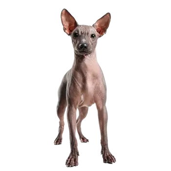 Calato
