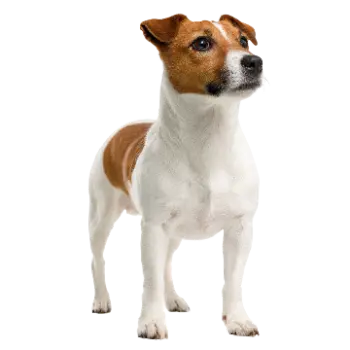 Shorty Jack