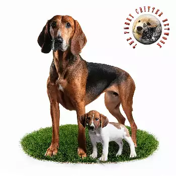 Furry Critter Network Logo