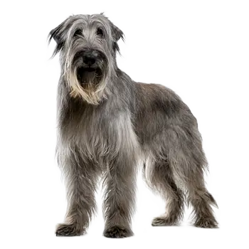 Deerhound