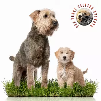 Soft Coated Wheaten Terrier