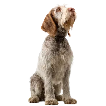 Spinone