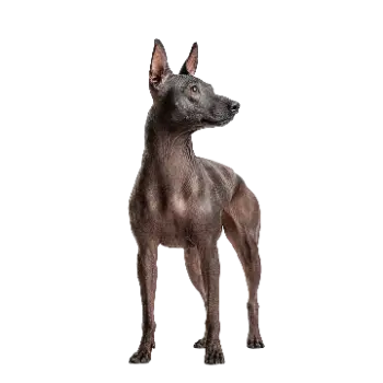 Xolo