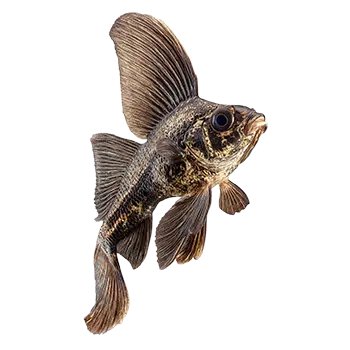 African Butterfly Fish Care Guide - Furry Critter Network