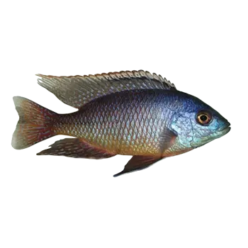 African Cichlid Hap Care Guide - Furry Critter Network