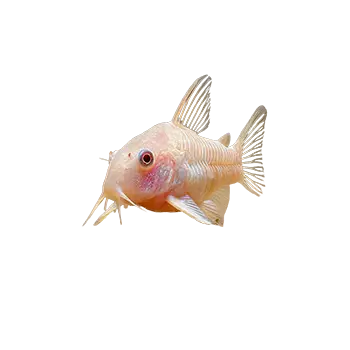 Albino Cory Care Guide - Furry Critter Network