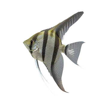 Angelfish Care Guide - Furry Critter Network