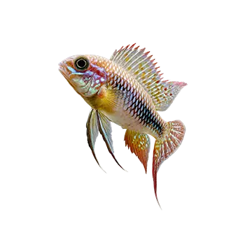 Apistogramma Species Care Guide - Furry Critter Network