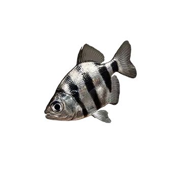 Archer Fish Care Guide - Furry Critter Network