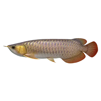 Arowana Care Guide - Furry Critter Network