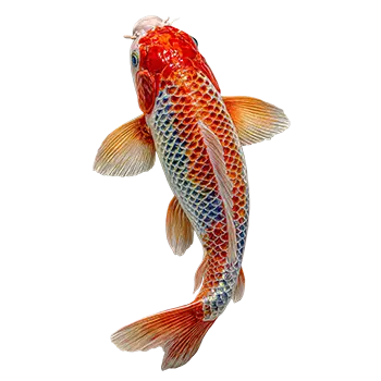 Asagi Koi Care Guide - Furry Critter Network