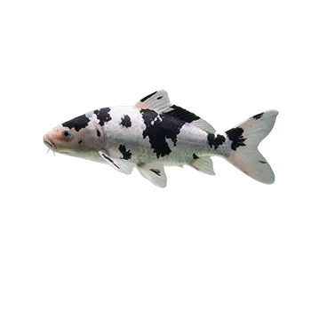 Bekko Koi Care Guide - Furry Critter Network