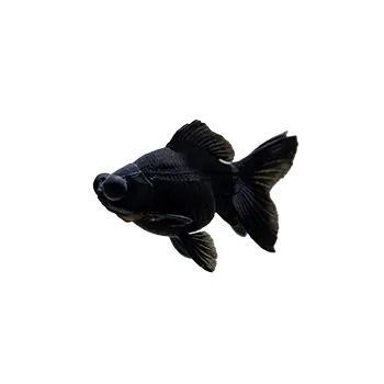 Carassius Auratus Black Moor