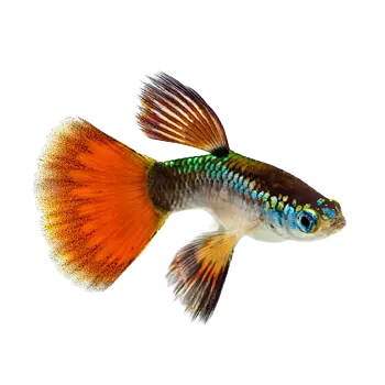 Guppy Care Guide - Furry Critter Network