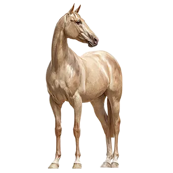 Akhal-Teke Breed Guide - Furry Critter Network