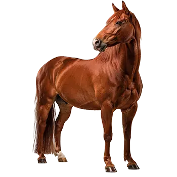 American Quarter Horse Breed Guide - Furry Critter Network