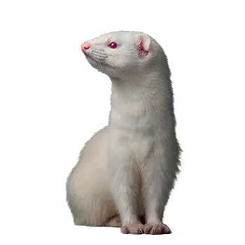 Albino Ferret Species Guide - Furry Critter Network