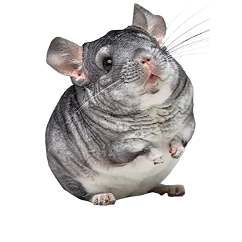 Chinchilla Species Guide - Furry Critter Network
