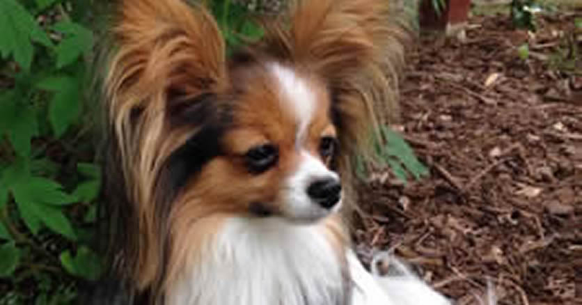 Papillon Breed Description The Furry Critter Network